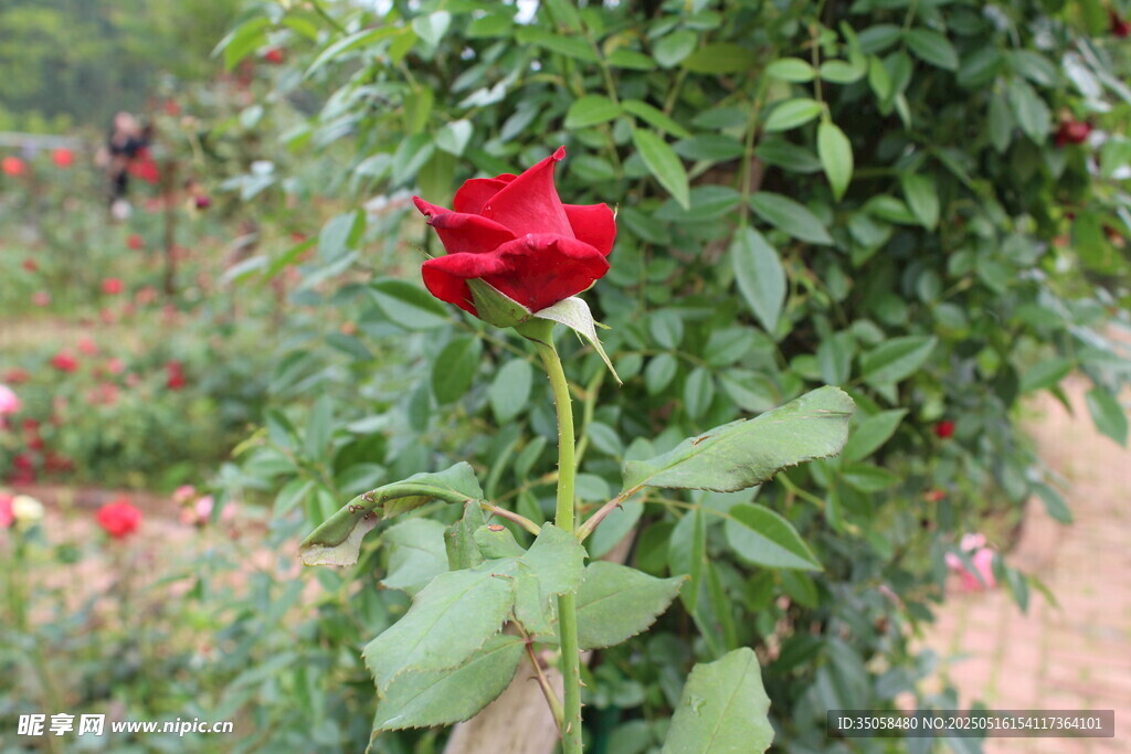 月季花 