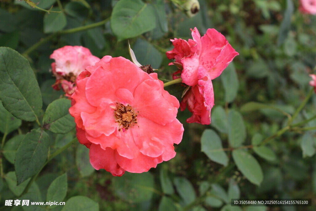 月季花