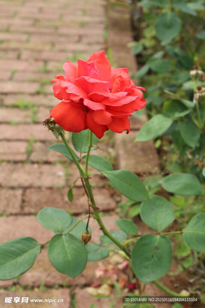 月季花 