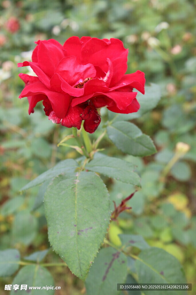 月季花