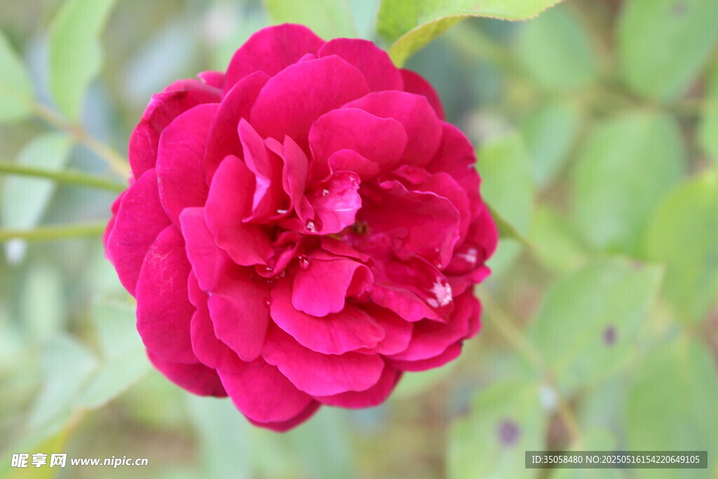 月季花