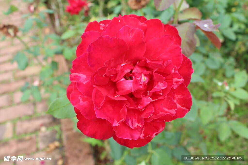 月季花 