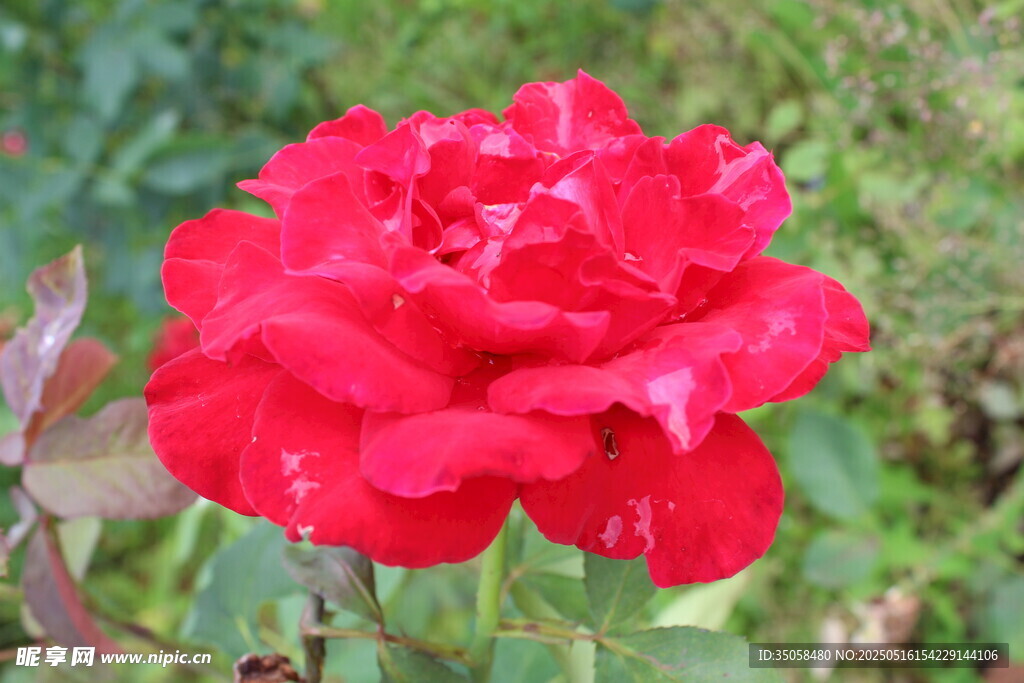 月季花 