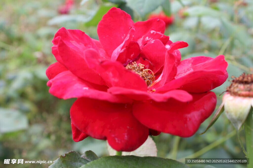 月季花 