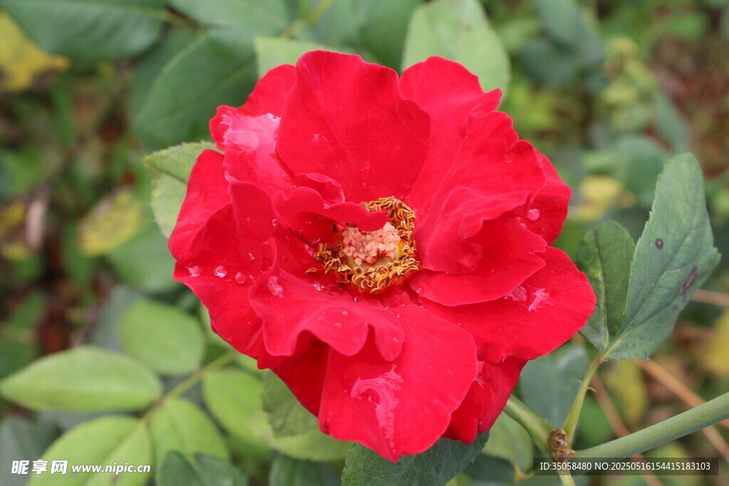 月季花