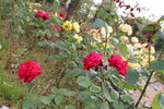月季花 