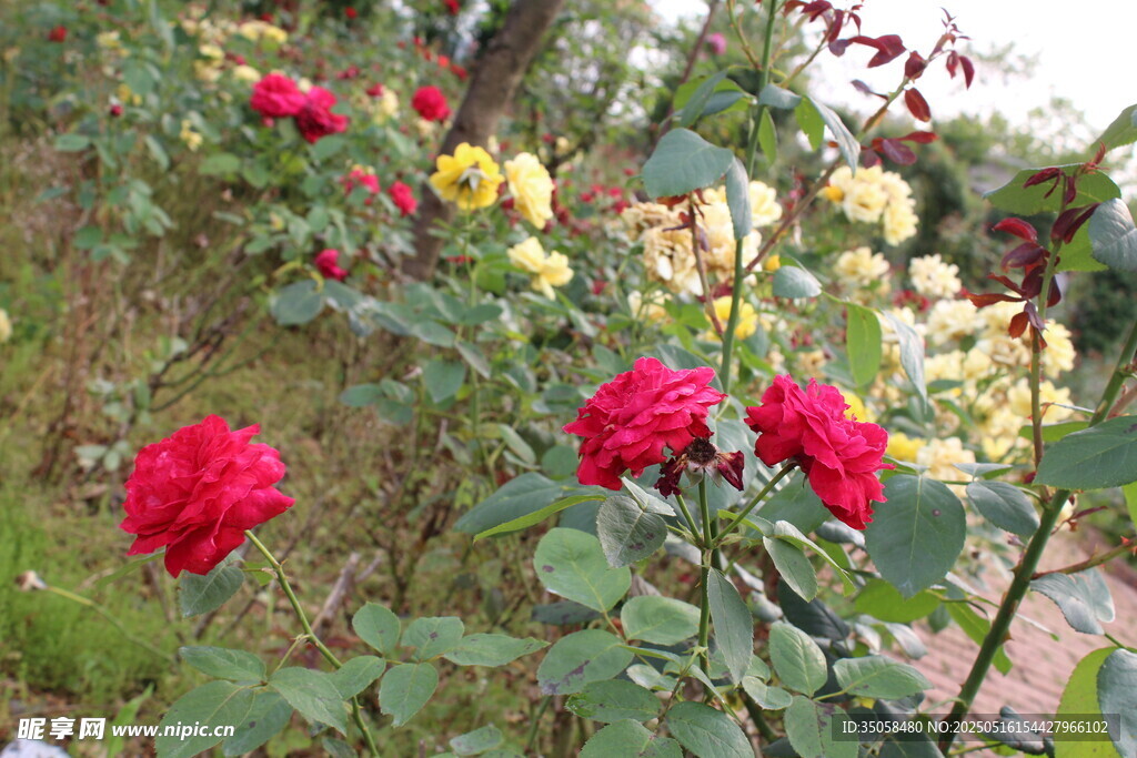 月季花 