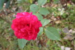 月季花 