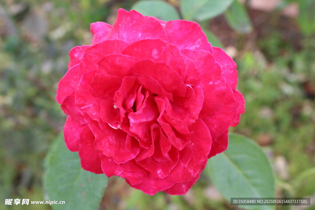 月季花 