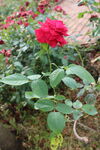 月季花 