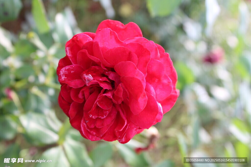 月季花 