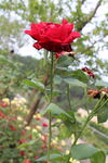 月季花 