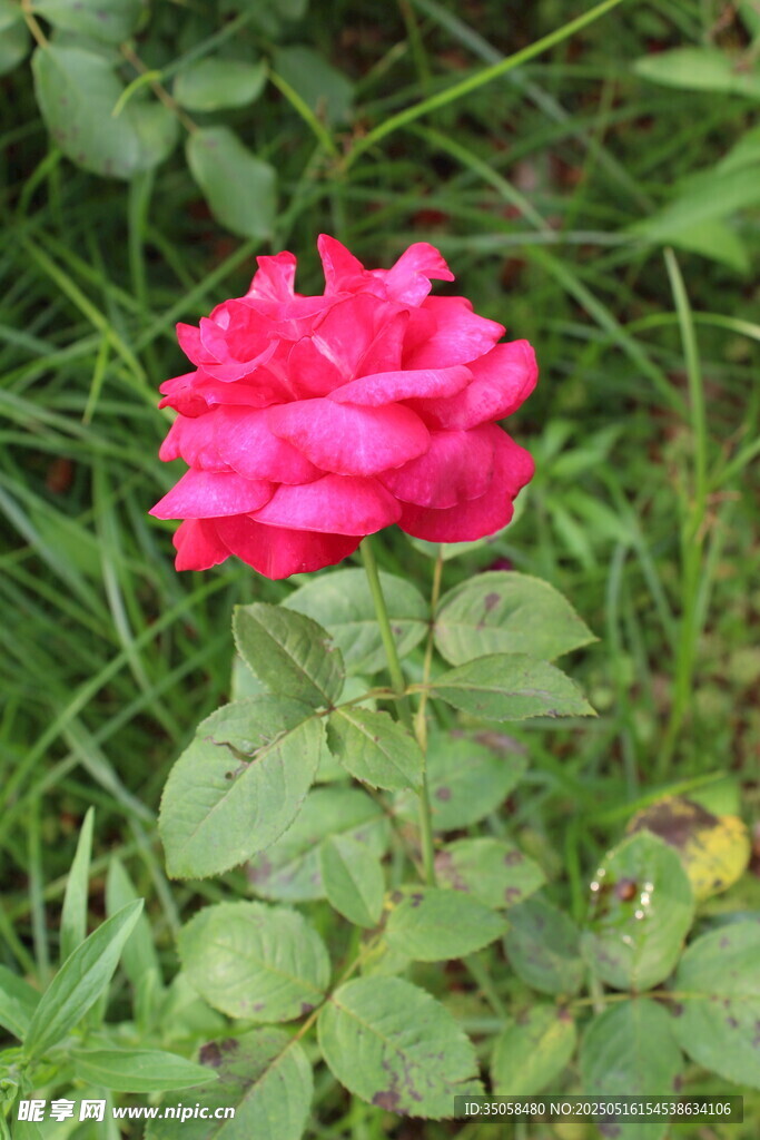 月季花 