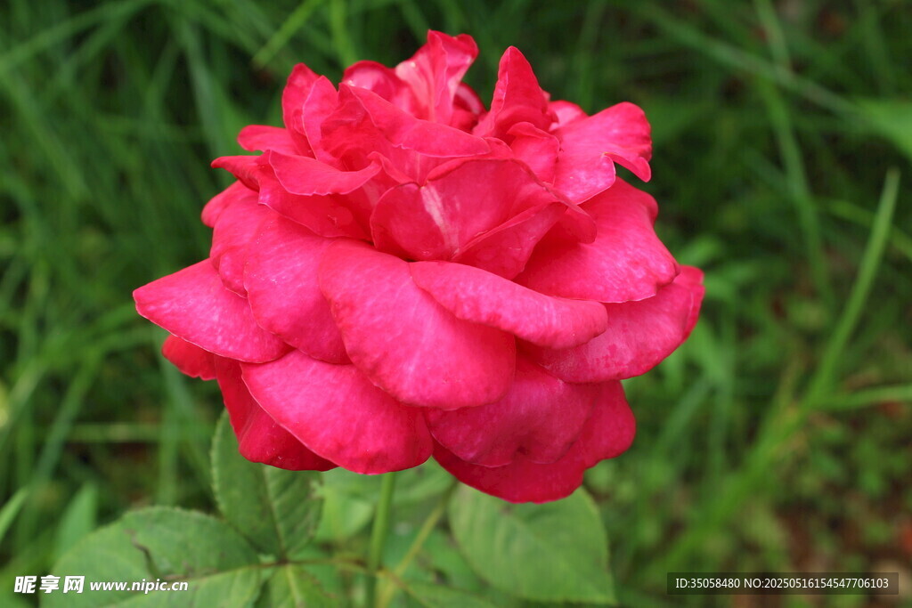 月季花 