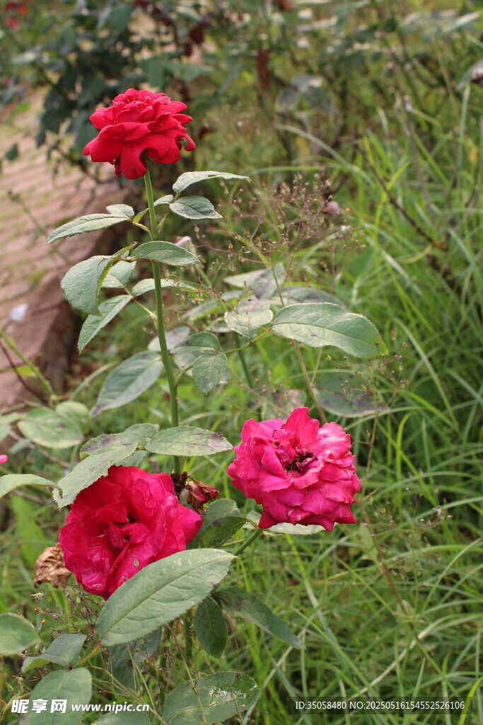 月季花 