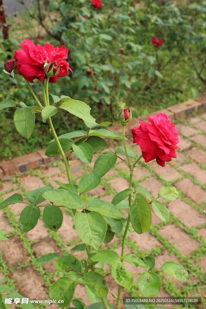 月季花 
