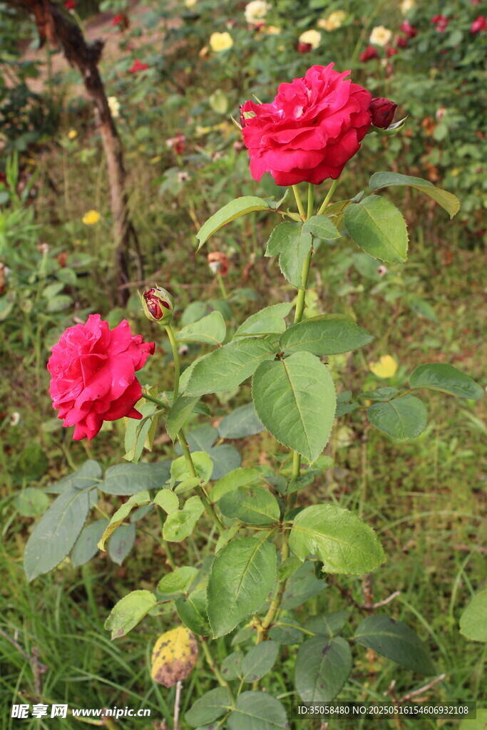 月季花 