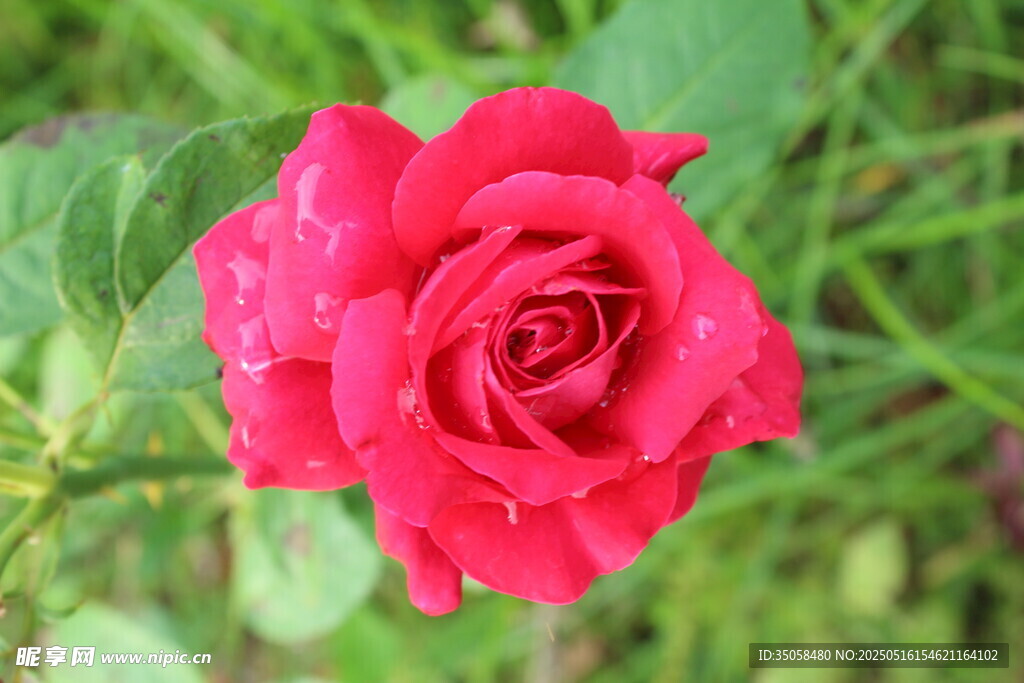 月季花