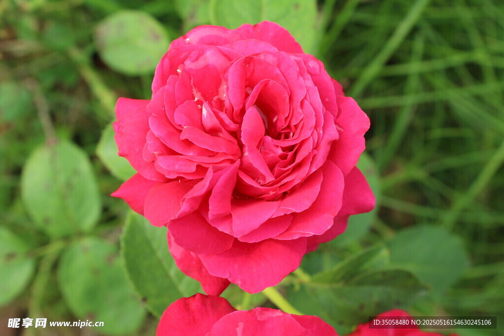 月季花 