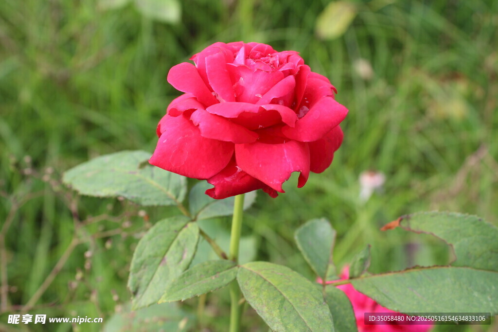 月季花 