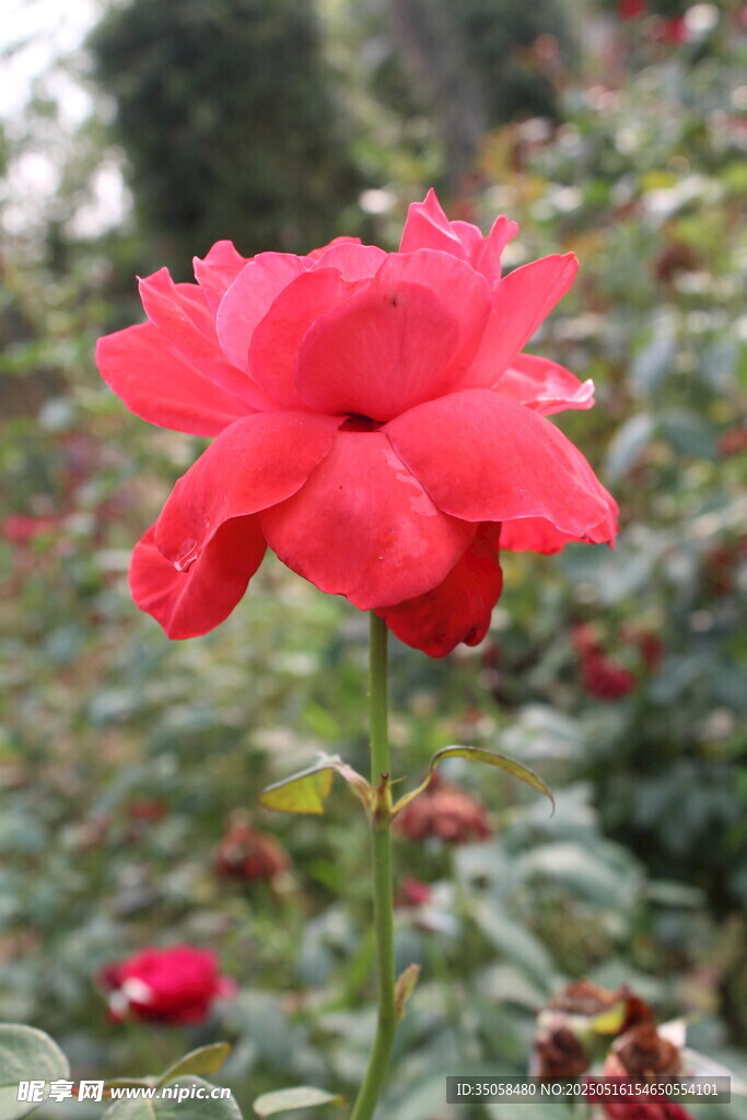 月季花 