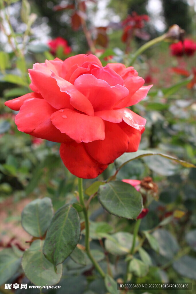月季花 