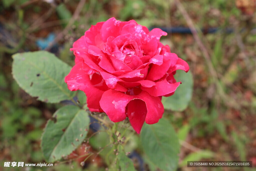 月季花
