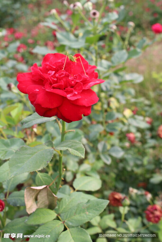 月季花 