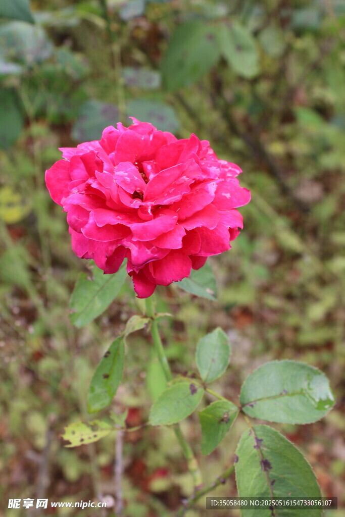 月季花 