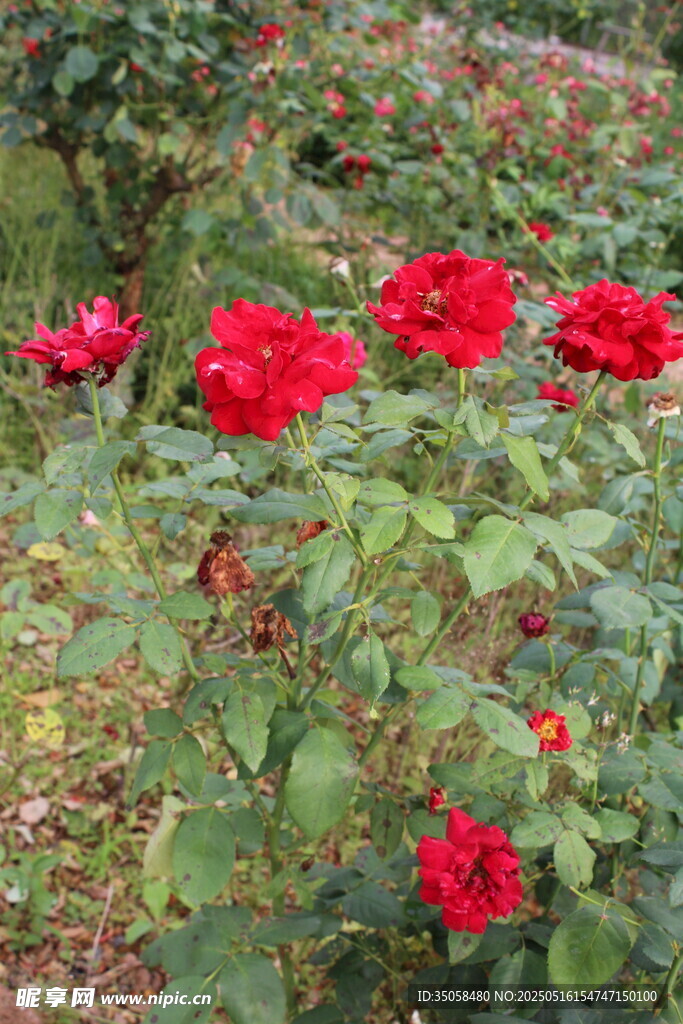 月季花 