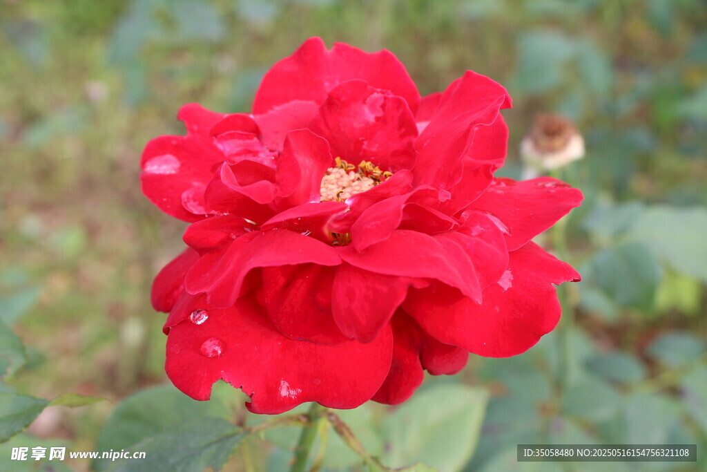 月季花 
