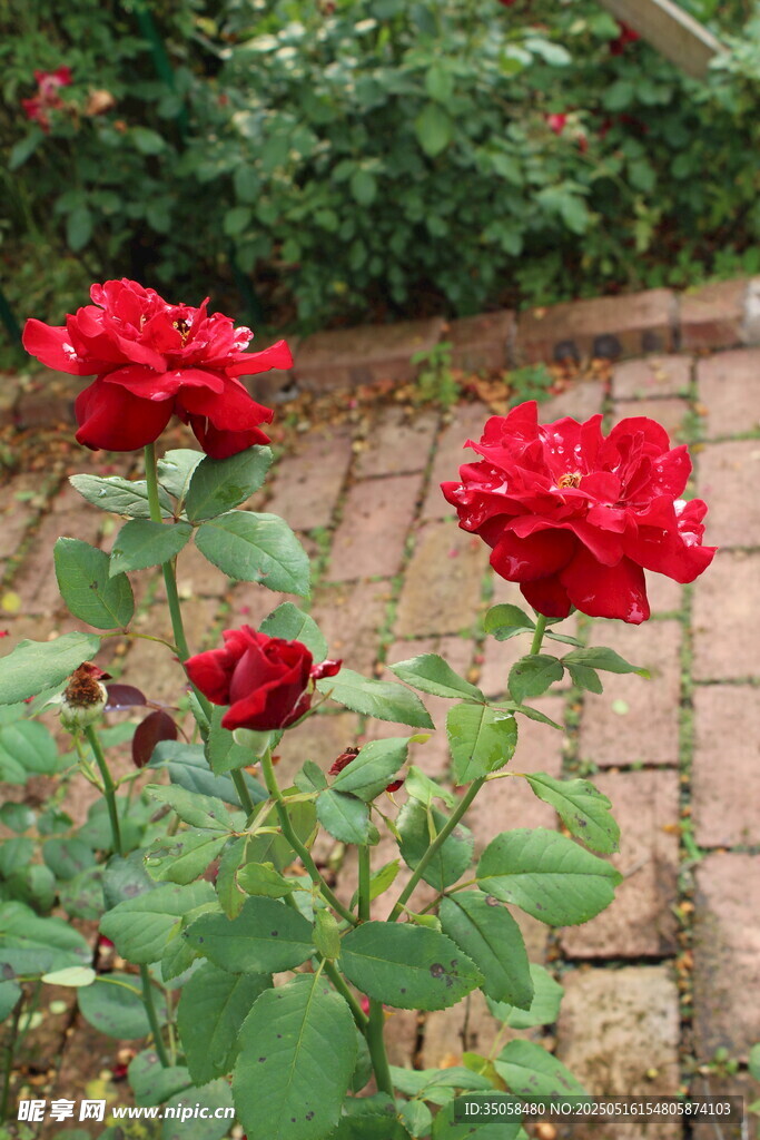 月季花