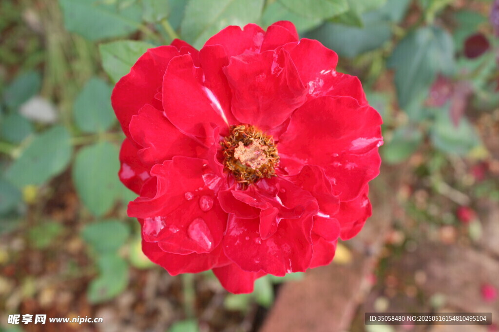 月季花
