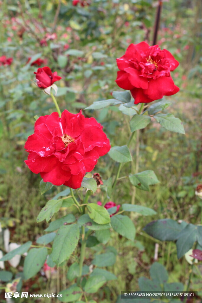 月季花