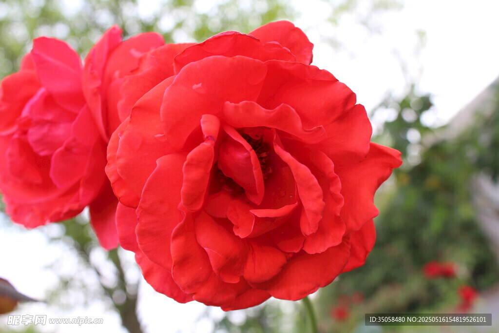 月季花