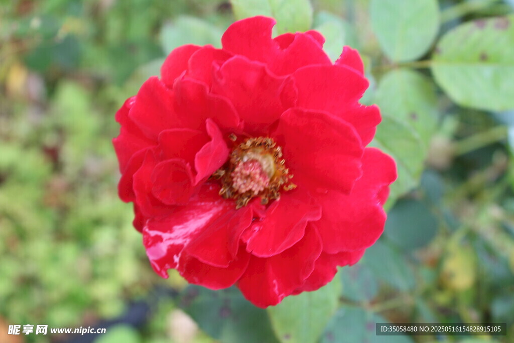 月季花 