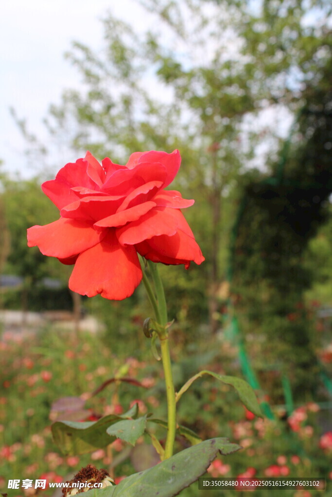月季花