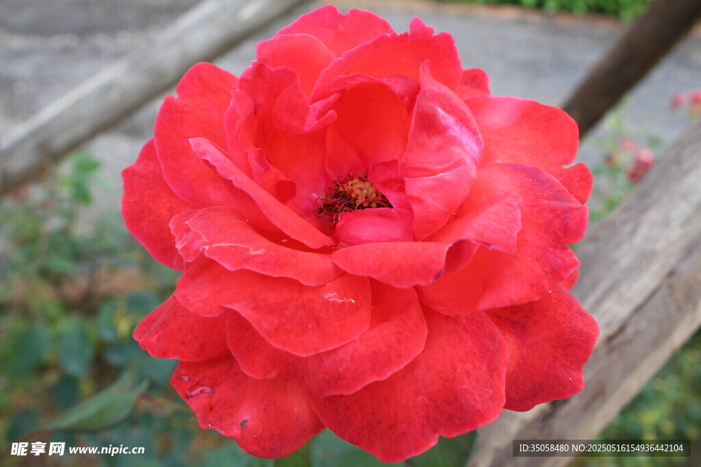月季花