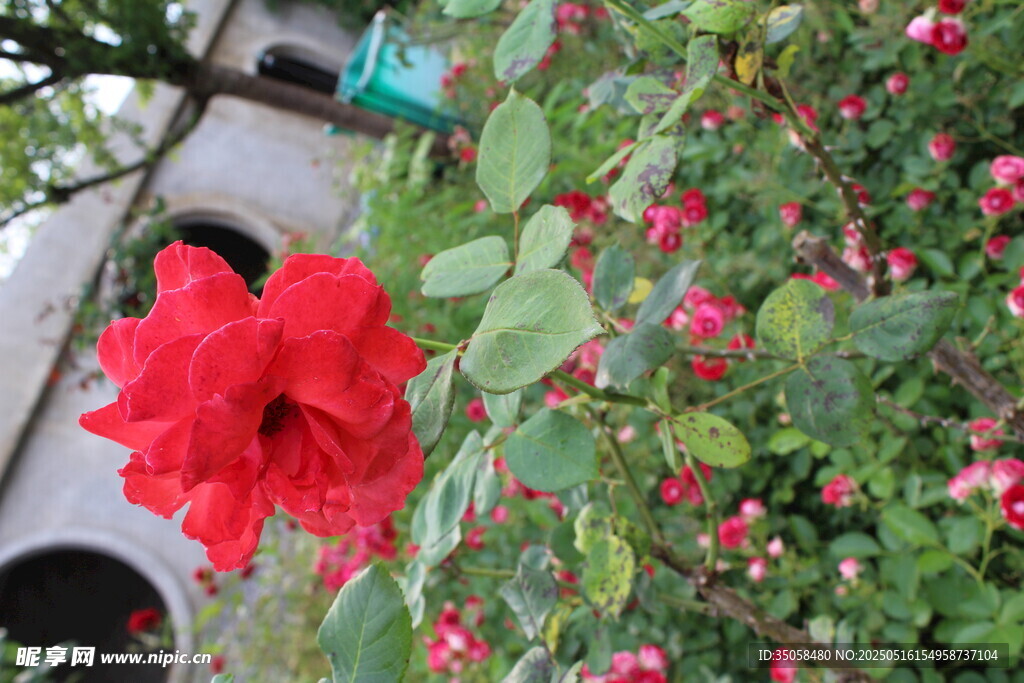 月季花