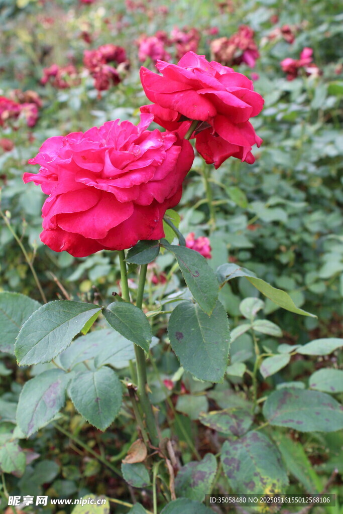 月季花