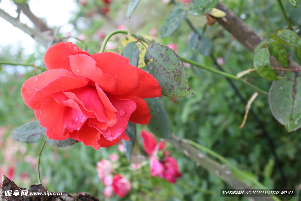 月季花 