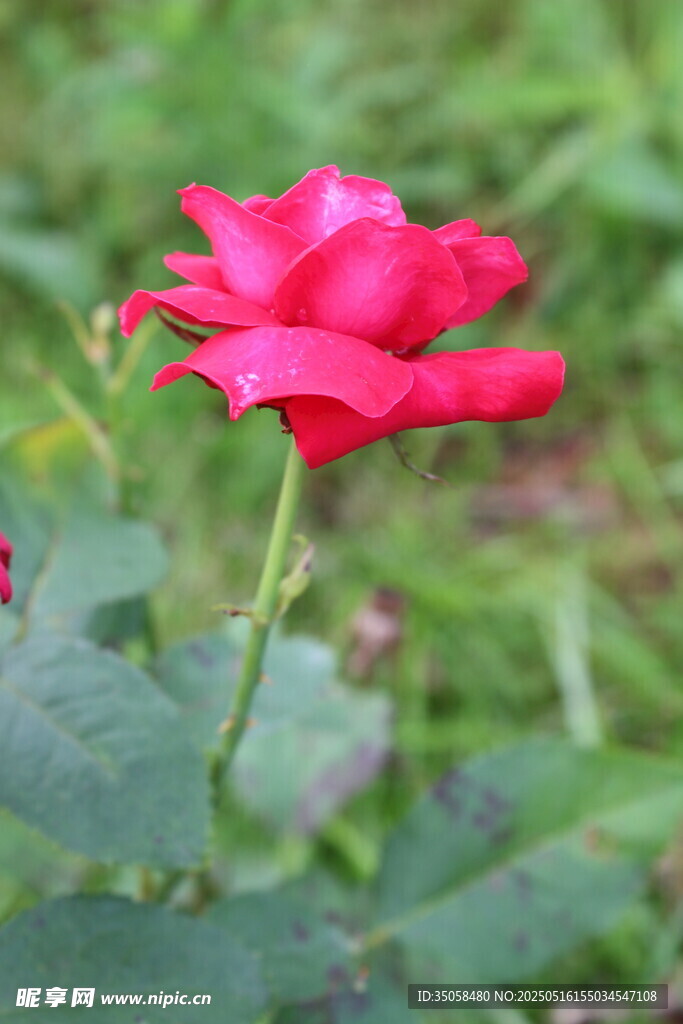 月季花 