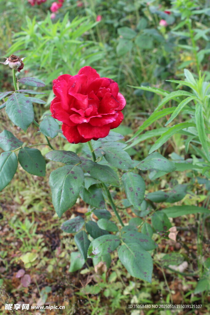 月季花 
