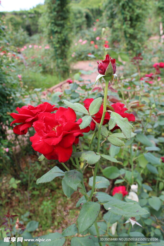 月季花 