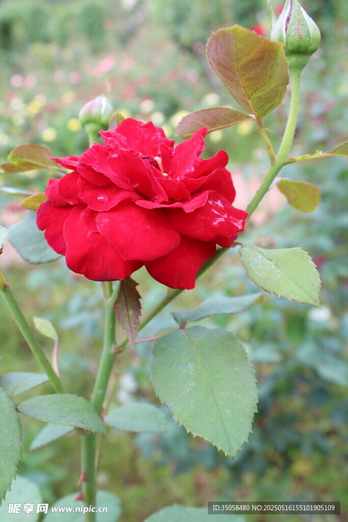 月季花 