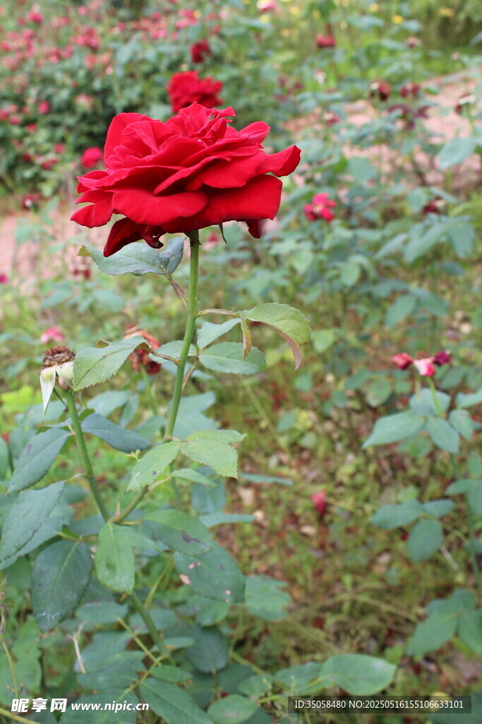 月季花