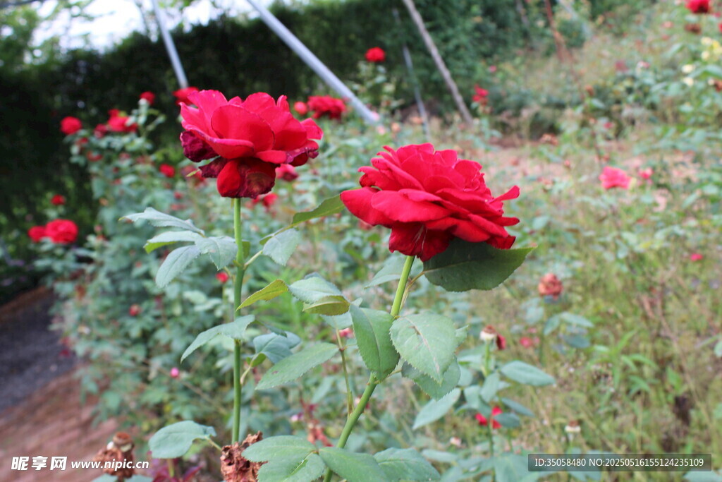 月季花
