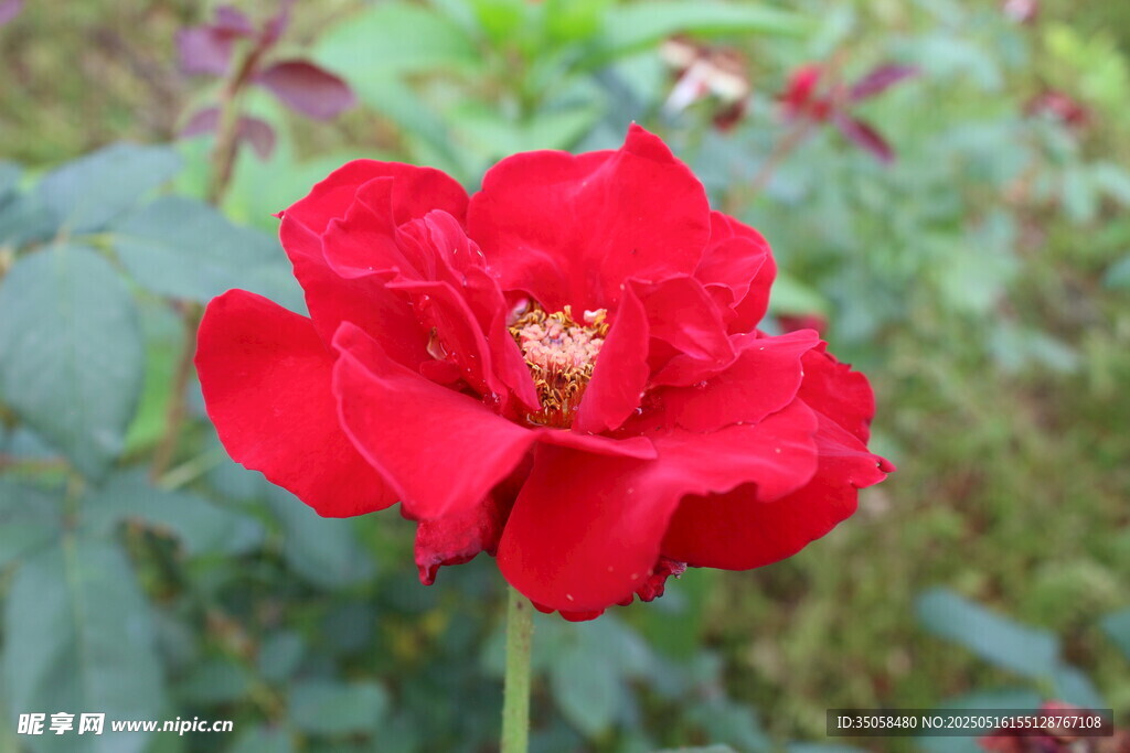 月季花