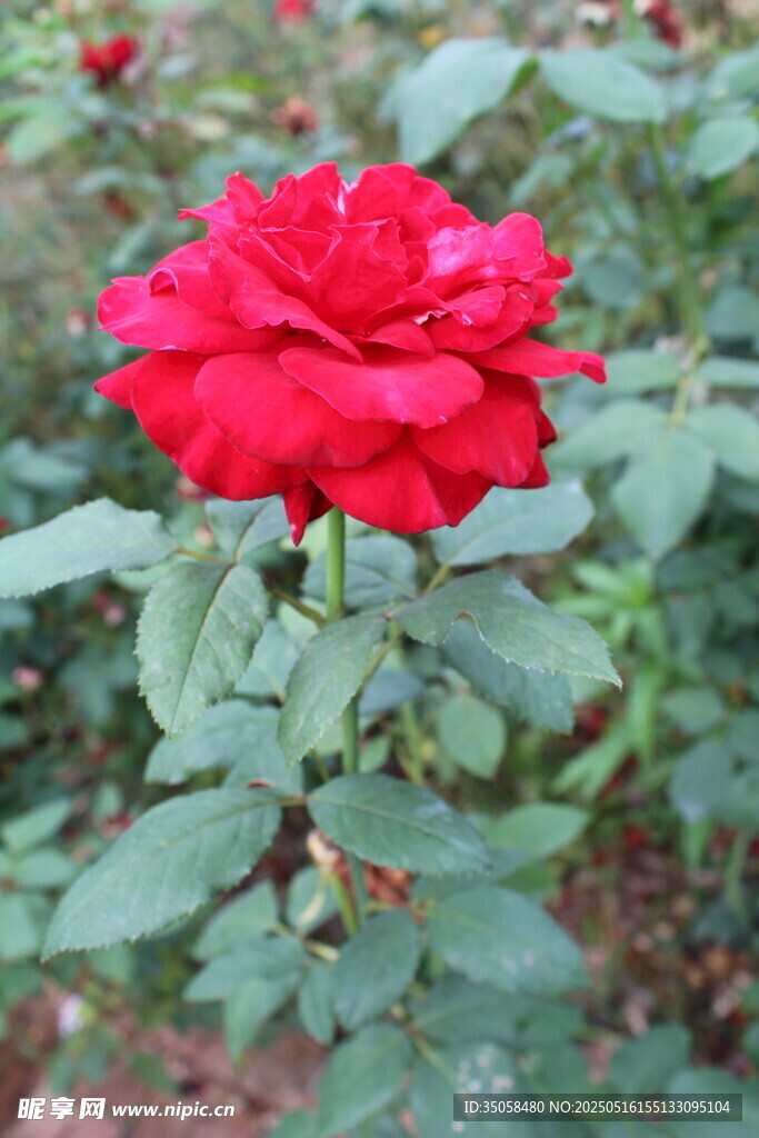 月季花 