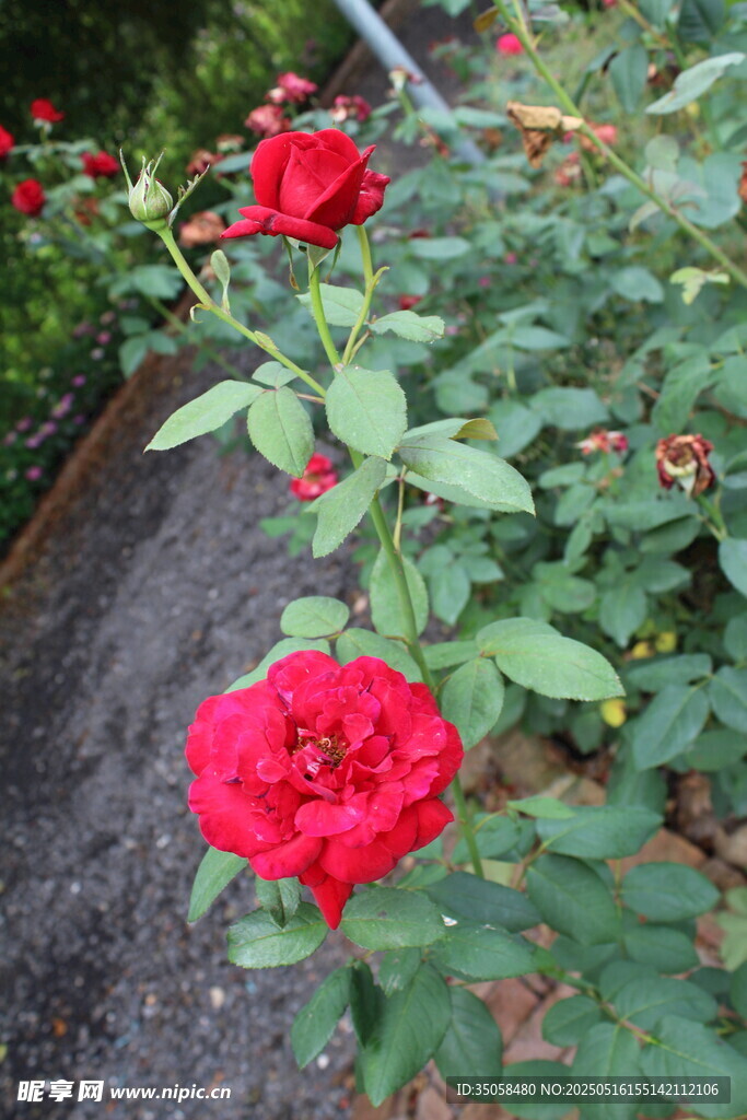 月季花 